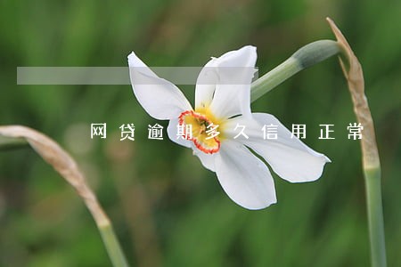 网贷逾期多久信用正常 网贷逾期多久信用正常