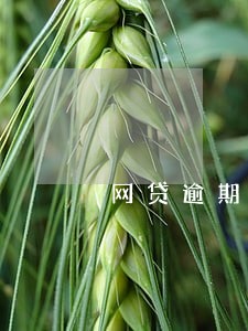 网贷逾期多久催债公司会松懈 网贷逾期多久催债公司会松懈