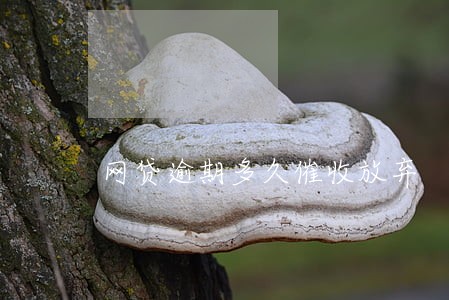 网贷逾期多久催收放弃