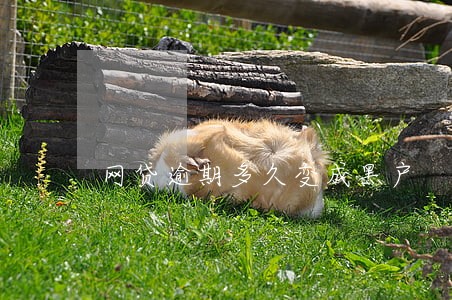 网贷逾期多久变成黑户 网贷逾期多久变成黑户