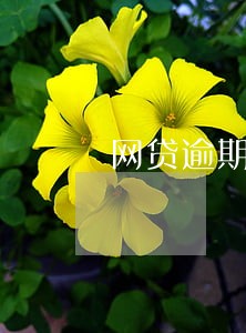 网贷逾期多久可以发催缴单 网贷逾期多久可以发催缴单