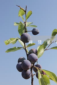 网贷逾期多久可以开工 网贷逾期多久可以开工