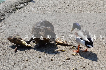 网贷逾期多久可以申请仲裁 网贷逾期多久可以申请仲裁