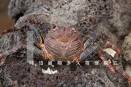 网贷逾期多久寄催收信 网贷逾期多久寄催收信