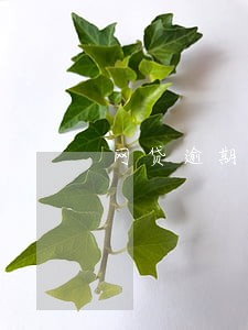 网贷逾期多久才会催 网贷逾期多久才会催