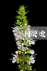 网贷逾期多久才打电话 网贷逾期多久才打电话