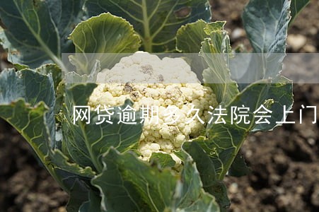 网贷逾期多久法院会上门 网贷逾期多久法院会上门