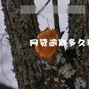 网贷逾期多久移交外包公司 网贷逾期多久移交外包公司