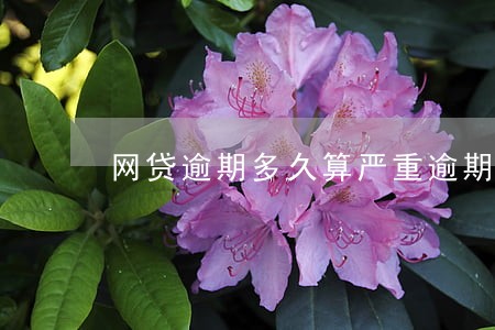 网贷逾期多久算严重逾期 网贷逾期多久算严重逾期