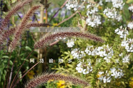 网贷逾期多久给同事亲人打电话 网贷逾期多久给同事亲人打电话