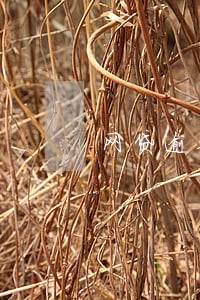 网贷逾期多久能查出来吗 网贷逾期多久能查出来吗