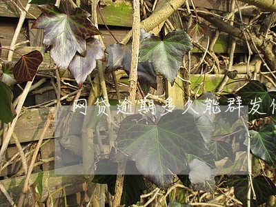 网贷逾期多久能群发信息催收 网贷逾期多久能群发信息催收