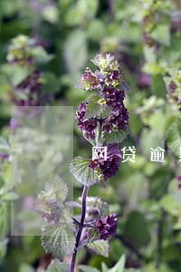 网贷逾期多了对房贷有影响吗 网贷逾期多了对房贷有影响吗