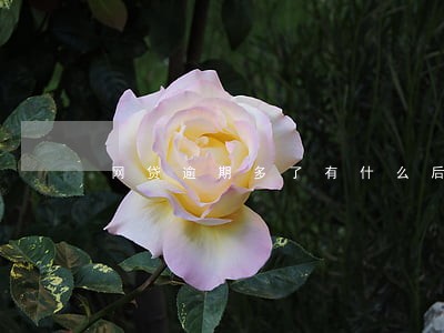 网贷逾期多了有什么后果 网贷逾期多了有什么后果