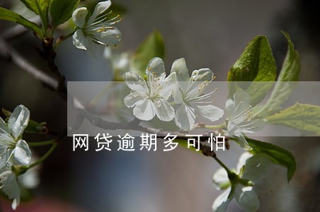 网贷逾期多可怕 网贷逾期多可怕