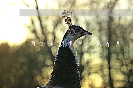 网贷逾期多少一两个月 网贷逾期多少一两个月
