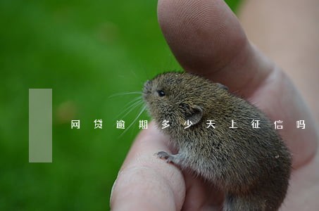 网贷逾期多少天上征信吗 网贷逾期多少天上征信吗