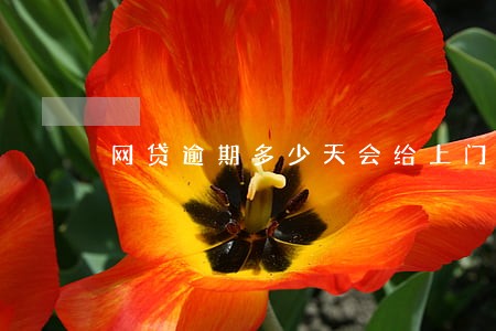 网贷逾期多少天会给上门催债