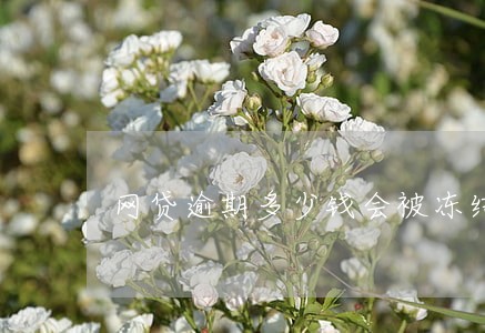 网贷逾期多少钱会被冻结银行卡 网贷逾期多少钱会被冻结银行卡