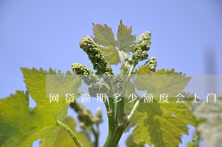 网贷逾期多少额度会上门催收