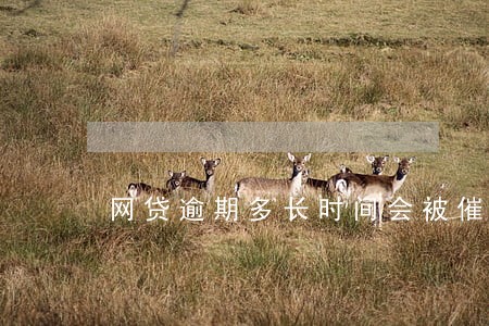 网贷逾期多长时间会被催款 网贷逾期多长时间会被催款