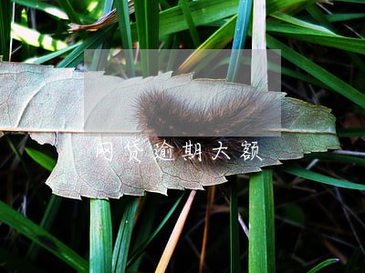 网贷逾期大额 网贷逾期大额