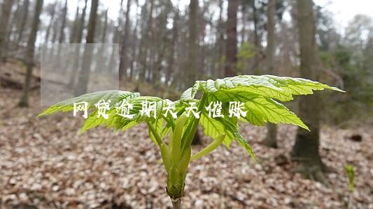 网贷逾期天天催账 网贷逾期天天催账
