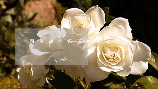 网贷逾期天天打我父母电话 网贷逾期天天打我父母电话