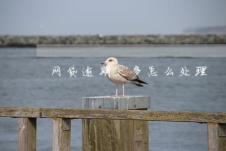网贷逾期太多怎么处理