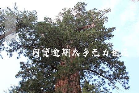 网贷逾期太多无力偿还 网贷逾期太多无力偿还