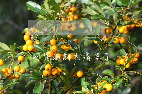 网贷逾期太痛苦了 网贷逾期太痛苦了