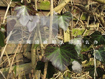 网贷逾期太高怎么办 网贷逾期太高怎么办