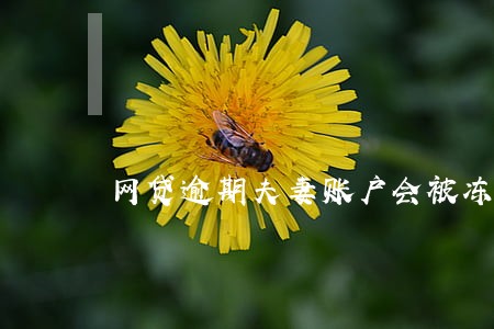 网贷逾期夫妻账户会被冻结吗 网贷逾期夫妻账户会被冻结吗