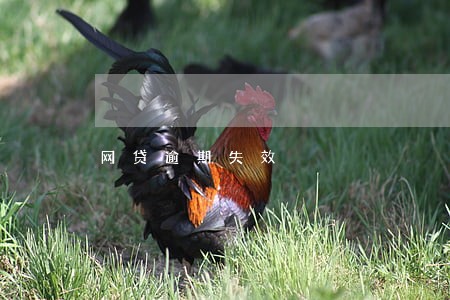 网贷逾期失效 网贷逾期失效