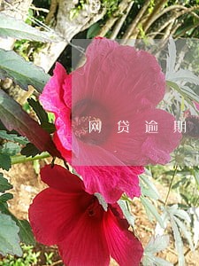 网贷逾期失联多久会找上门 网贷逾期失联多久会找上门