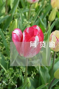 网贷逾期女朋友要共 网贷逾期女朋友要共