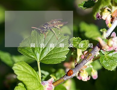 网贷逾期女视频 网贷逾期女视频
