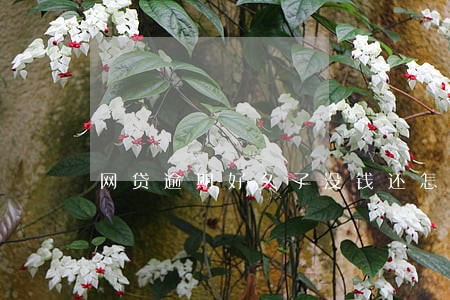 网贷逾期好久了没钱还怎么办 网贷逾期好久了没钱还怎么办