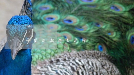 网贷逾期好久还行