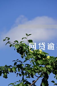 网贷逾期好几个平台怎么办