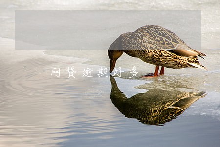 网贷逾期好多 网贷逾期好多
