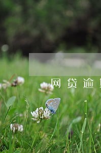 网贷逾期好多个怎么办没钱 网贷逾期好多个怎么办没钱