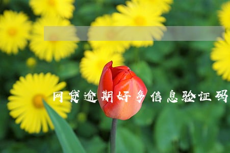 网贷逾期好多信息验证码 网贷逾期好多信息验证码