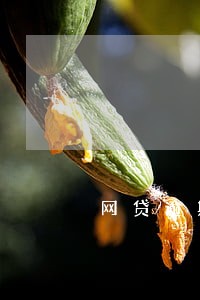 网贷逾期如何修复征信 网贷逾期如何修复征信