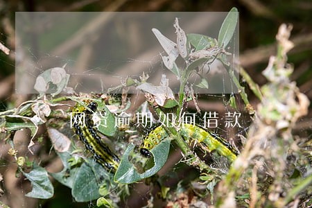 网贷逾期如何借款 网贷逾期如何借款