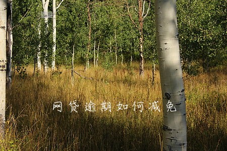 网贷逾期如何减免