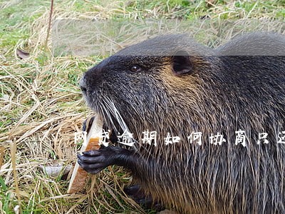 网贷逾期如何协商只还本金 网贷逾期如何协商只还本金