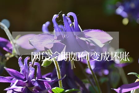 网贷逾期如何变成坏账 网贷逾期如何变成坏账