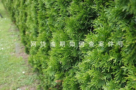 网贷逾期如何查案件号 网贷逾期如何查案件号
