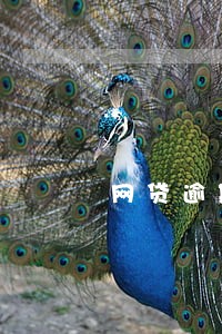 网贷逾期如何爆通讯录 网贷逾期如何爆通讯录